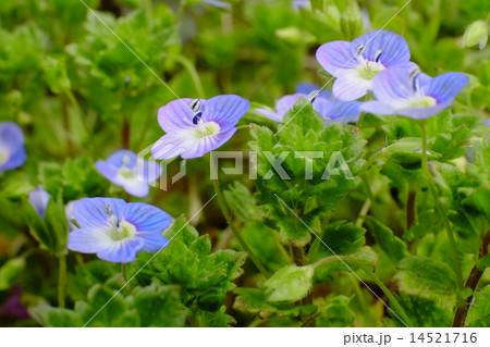 オオイヌノフグリ オオイヌノフグリ 14521716