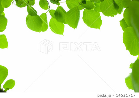 新緑のハクウンボクの若葉 14521717