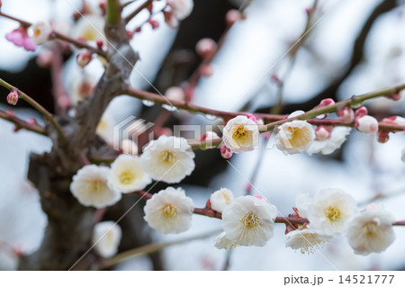 梅 品種(思いのまま) 14521777