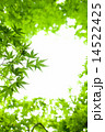 新緑のモミジ 14522425