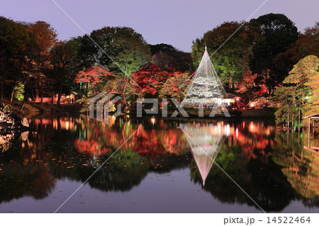 六義園紅葉ライトアップ 14522464
