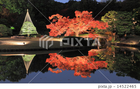六義園紅葉ライトアップ 六義園紅葉ライトアップ 14522465