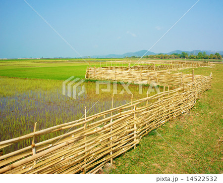 Vietnamese rural, paddy field,  bamboo fence 14522532