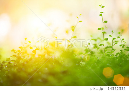 Green Background Concept. Shallow depth of field. Green Background Concept. Shallow depth of field. 14522533