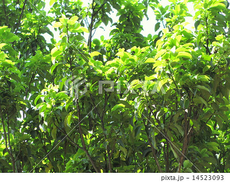 新緑の季節 常緑高木のソヨゴの写真素材