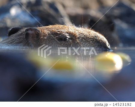 カピパラ 14523192