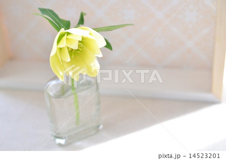 ダブル咲きクリスマスローズ ダブル咲きクリスマスローズ 14523201