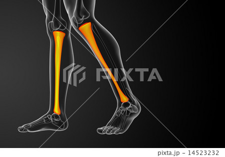 3d render medical illustration of the tibia bone 3d render medical illustration of the tibia bone 14523232