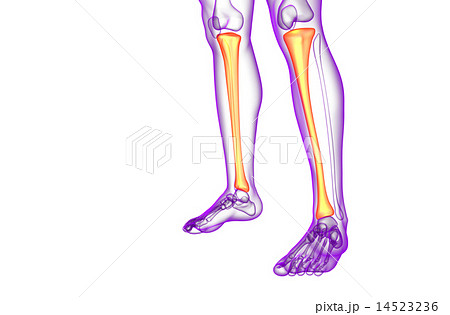 3d render medical illustration of the tibia bone 14523236