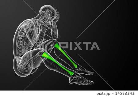3d render medical illustration of the tibia bone 14523243