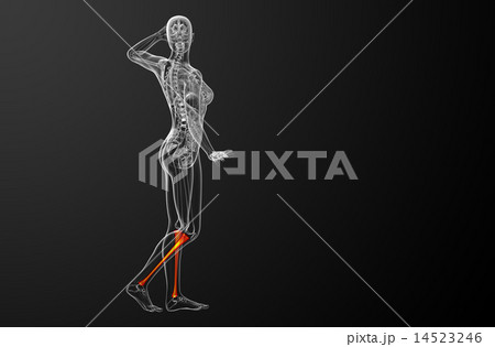 3d render medical illustration of the tibia bone 14523246