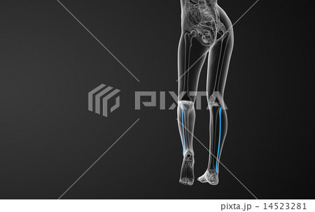 3d rendered illustration of the fibula bone 14523281