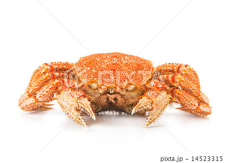 茹でた毛ガニ 茹でた毛ガニ 14523315