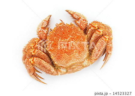 北海道で収穫した毛ガニ 北海道で収穫した毛ガニ 14523327