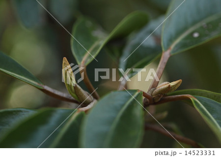 自然　植物　サンゴジュ、夏ごろには食害で葉がぼろぼろになりますが春先はきれいな葉が見られます 14523331