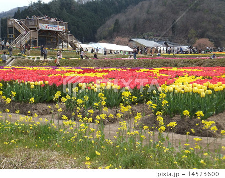 たんとうチューリップまつり 14523600
