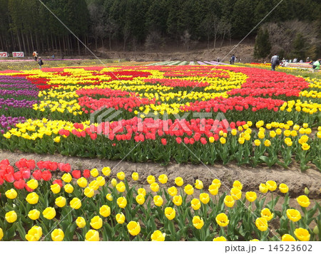 たんとうチューリップまつり 14523602