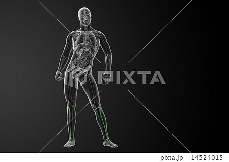 3d rendered illustration of the fibula bone 14524015
