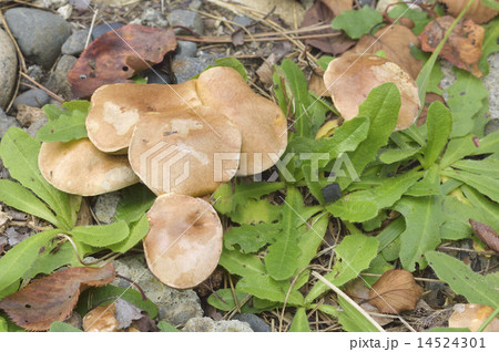 アミタケ アミタケ 14524301