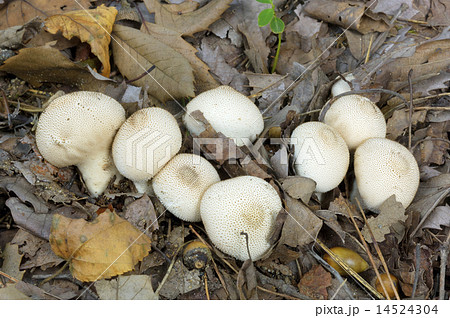 ホコリタケ 14524304