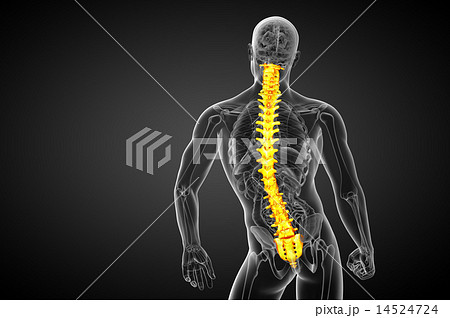 3d render medical illustration of the human spine 14524724