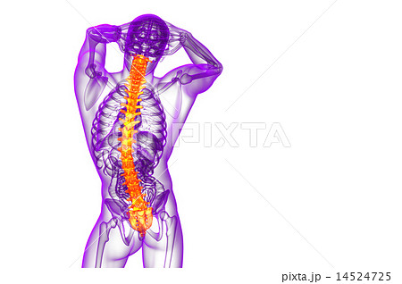 3d render medical illustration of the human spine 14524725
