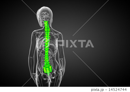 3d render medical illustration of the human spine 3d render medical illustration of the human spine 14524744