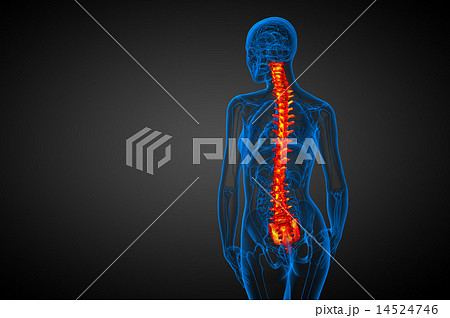 3d render medical illustration of the human spine 14524746