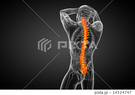 3d render medical illustration of the human spine 3d render medical illustration of the human spine 14524747