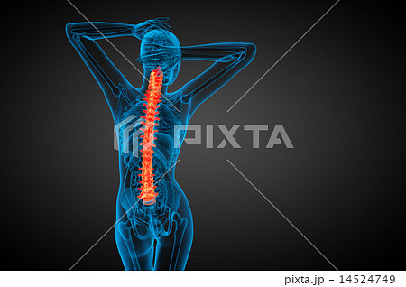 3d render medical illustration of the human spine 3d render medical illustration of the human spine 14524749