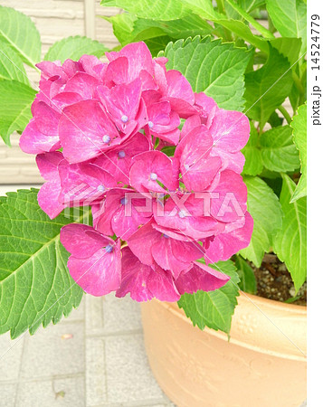 鉢植えの西洋紫陽花 14524779
