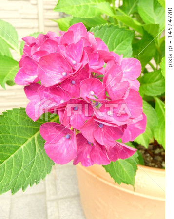 鉢植えの西洋紫陽花 14524780