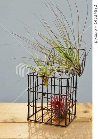 エアプランツ 14524832