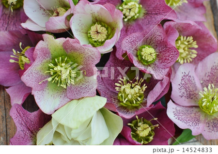 クリスマスローズ 14524833