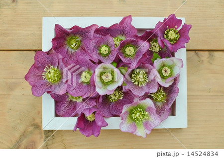 クリスマスローズ 14524834