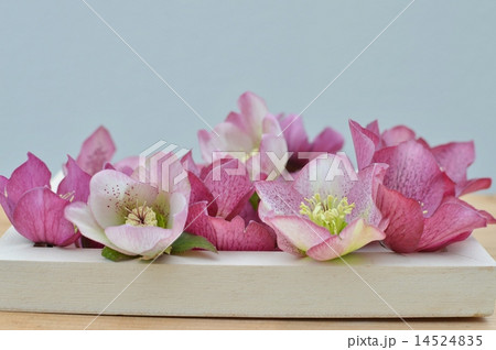 クリスマスローズ 14524835