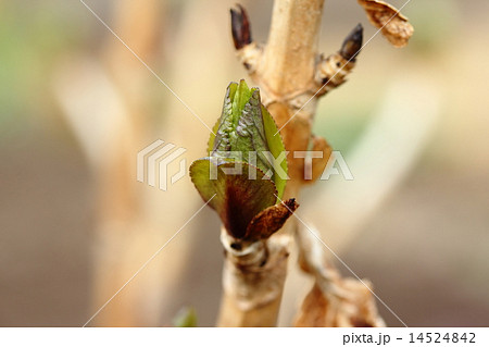 アジサイの芽吹き 14524842