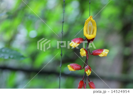 ツンベルギア・マイソレンシスの花と雨雫 14524954