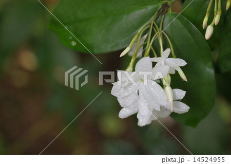 シャムソケイの花と雨雫 14524955