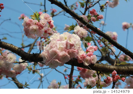 桜　塊　満開　青空 14524979