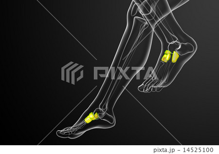 3d render medical illustration of the midfoot bone 14525100