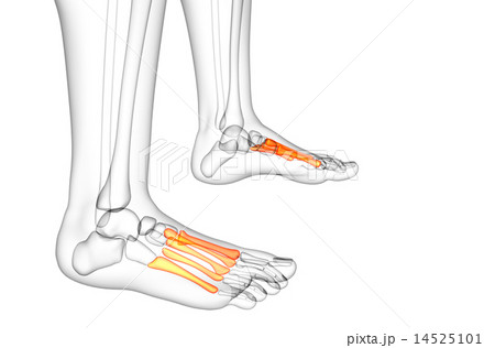 3d render medical illustration of the midfoot bone 14525101