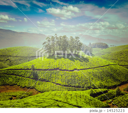 Tea plantations Tea plantations 14525223