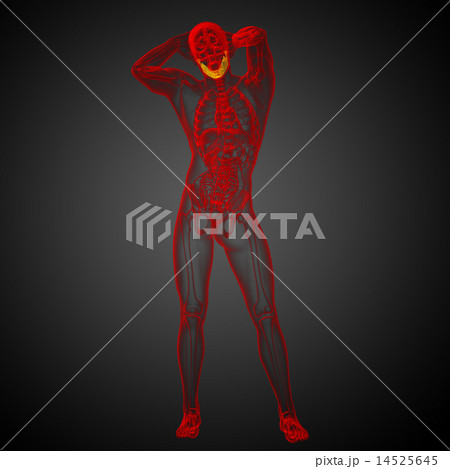 3d rendered illustration - jaw bone 3d rendered illustration - jaw bone 14525645