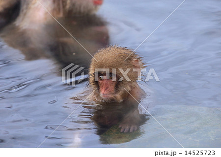 温泉に入るかわいい子猿 地獄谷スノーモンキーの写真素材