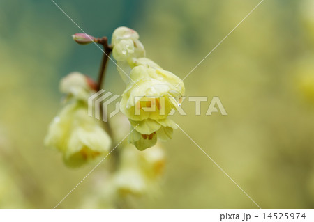 淡い黄色のヒュウガミズキの花 14525974
