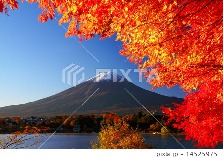 河口湖の紅葉 河口湖の紅葉 14525975