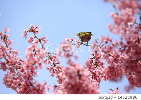 ピンク色の琉球寒緋桜にメジロ ピンク色の琉球寒緋桜にメジロ 14525986