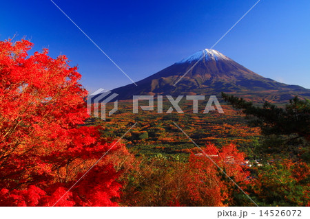 紅葉台の紅葉と富士山 14526072