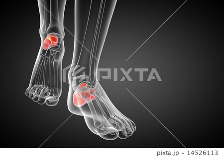 3d render medical illustration of the calcaneus  14526113